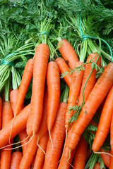 Carottes bio