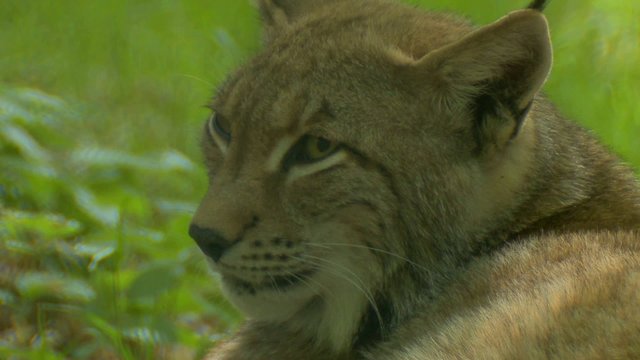 luchs
