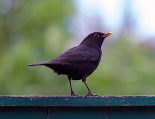 Blackbird