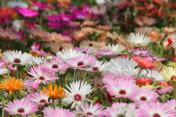 リビングストンデージ