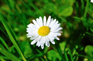 wild daisy