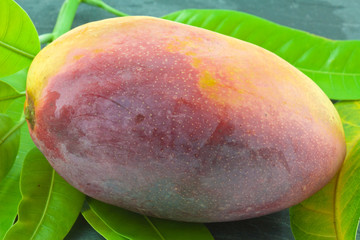 mangue mûre sur feuilles de manguier