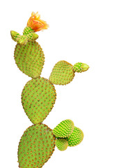 Opuntia cactus isolated on white background