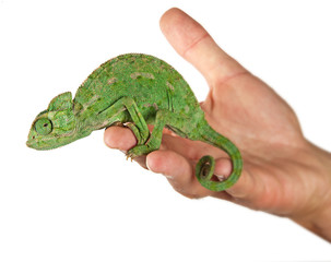 Chameleon on hand