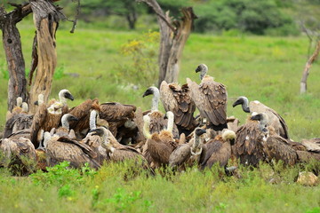 spread for vultures,Etosha park,Namibia