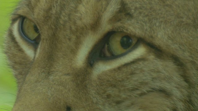 luchs