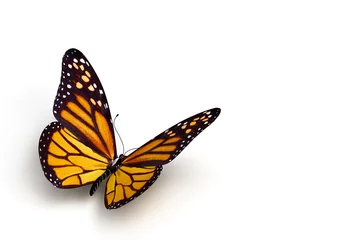 Deurstickers Vlinder vlinder