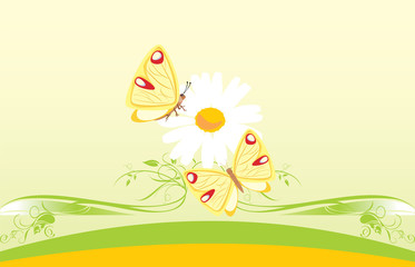 Chamomile and butterflies. Decorative card