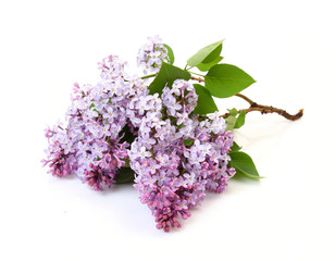 Branch of a lilac