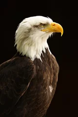 Aluminium Prints Eagle Portrait of a Bald Eagle