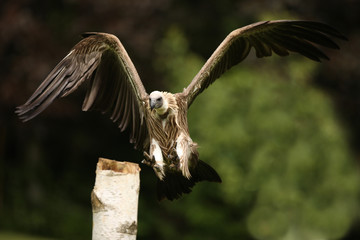 Griffon Vulture in flight