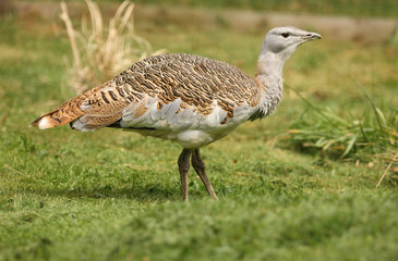 Portrait of a Great Bustard