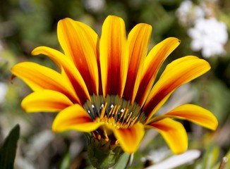 Fleur jaune orang&eacute;