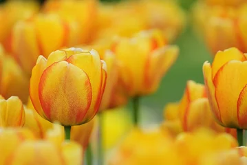 Crédence de cuisine en verre imprimé Tulipe tulpengruß 439