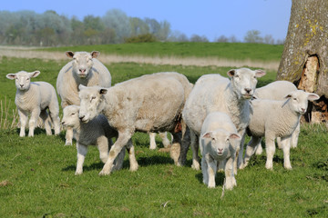 Kleine Schafherde im Freiland