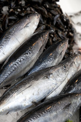 Fish on Sale on Market Stall
