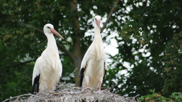 Weissstorch
