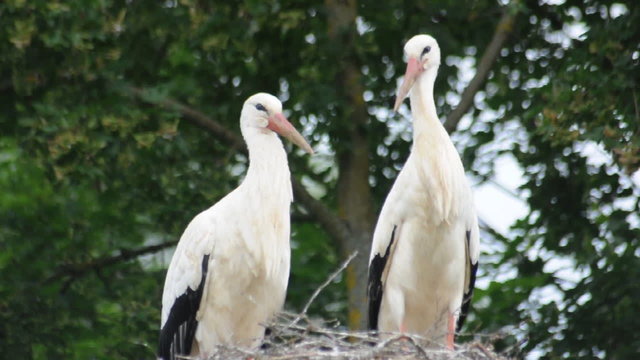 Weissstorch