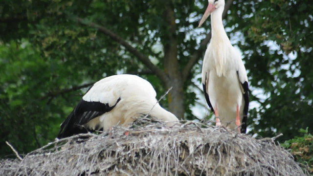 Weissstorch