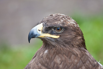 Profile of a hawk