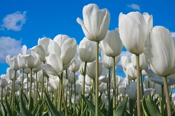 Crédence de cuisine en verre imprimé Tulipe Tulipes blanches