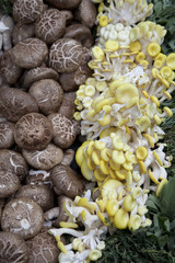 Two types of Mushroom on sale on market stall