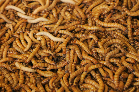 worms background