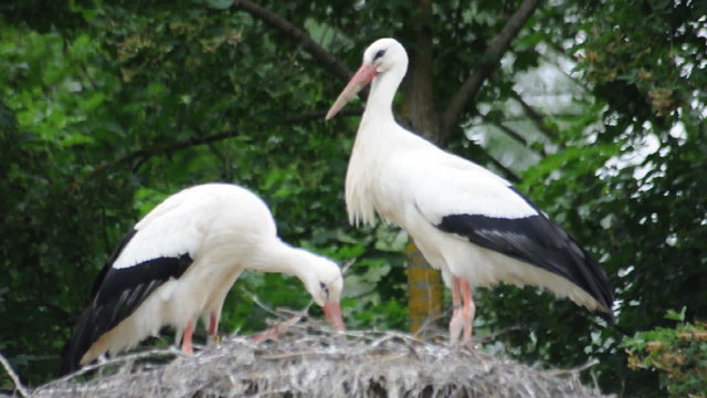 Weissstorch