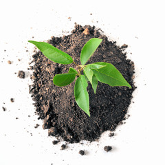 young plant over white background