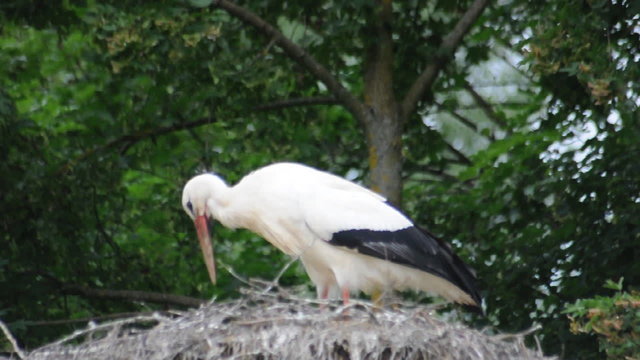 Weissstorch