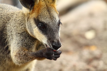 Naklejka na ściany i meble Kangaroo w Australii
