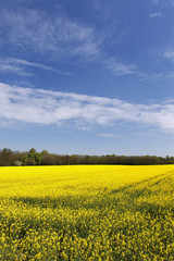 rape field and blue sky with clouds