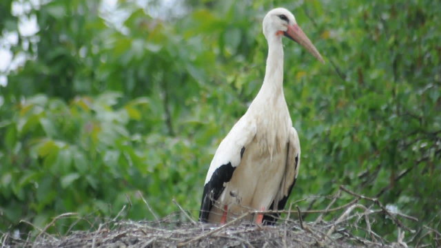 Weissstorch