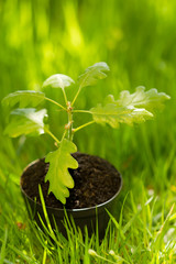 1-month seedling oak