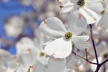 Fototapeta na wymiar White Flowering Dogwood