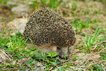 Hedgehog against a natural background