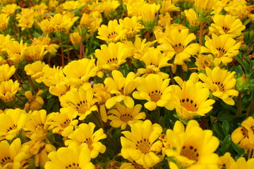 黄色のマーガレット畑