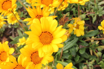 黄色いマーガレット畑