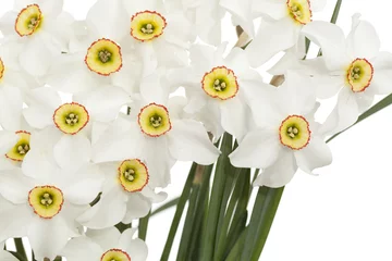 Cercles muraux Narcisse narcissus