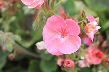 ピンクのインパチェンス