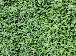 Fototapeta premium floral background of green hedgerow