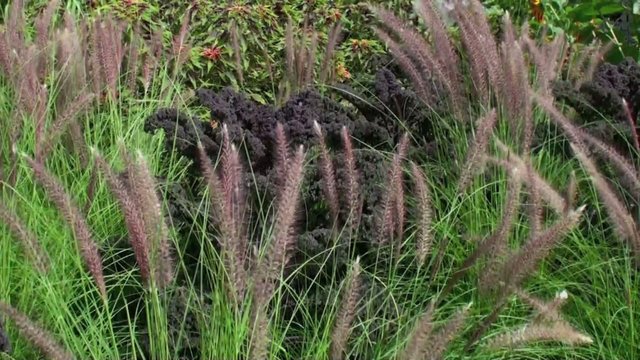Herbe gramin&eacute;e et chou d&eacute;coratif dans le vent dans un jardin