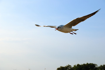 Flying Seagull