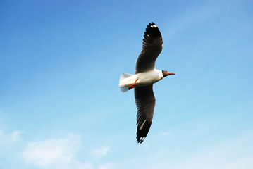 Flying Seagull
