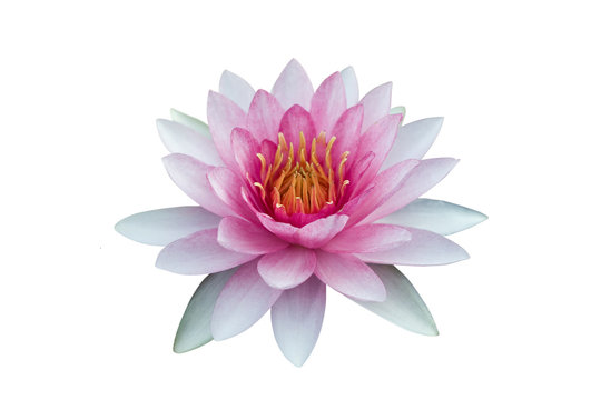 Fototapeta Red lotus isolated on black