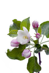 Blooming fruit tree