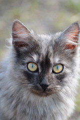cat portret © Vladyslav Siaber