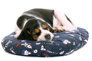träumender Beagle Welpe liegend auf Hundekissen