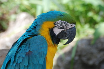 oiseau tropical