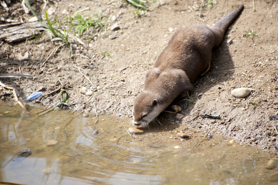 Loutre